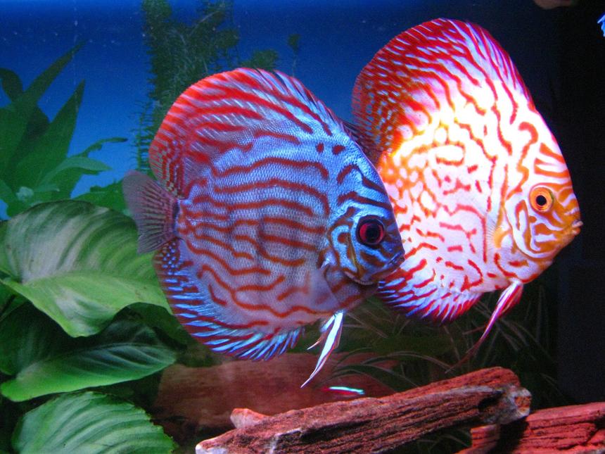 Rated #38: Freshwater Fish - Symphysodon Sp. - Snakeskin Discus Stocking In 60 Gallons Tank - My Discus