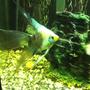 freshwater fish - pterophyllum scalare - veil angel stocking in 38 gallons tank - Paraiba before switch to tahitian moon sand.