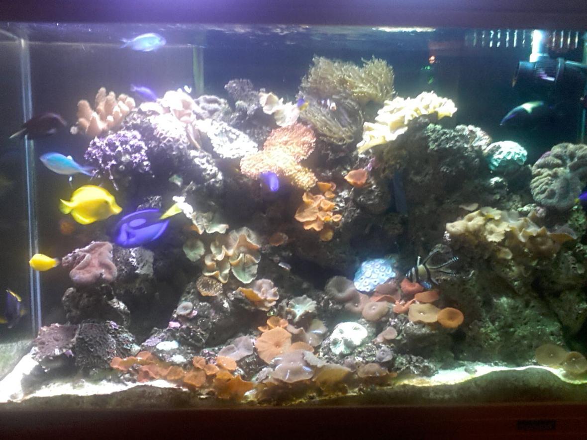 60 gallons reef tank (mostly live coral and fish) - iran