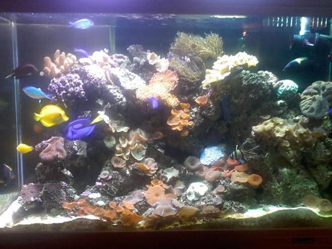 60 gallons reef tank (mostly live coral and fish) - iran