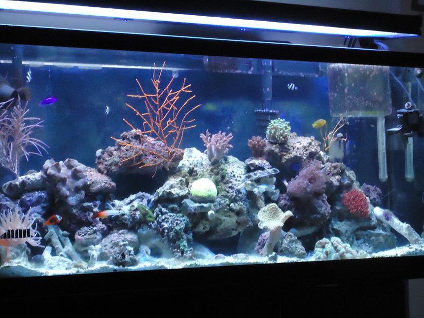 Rated #58: 55 Gallons Reef Tank - here is a front pic of the front