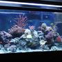 55 gallons reef tank (mostly live coral and fish) - here is a front pic of the front
