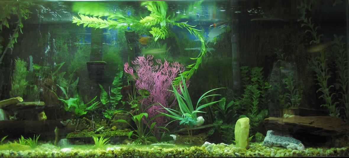55 gallons planted tank (mostly live plants and fish)