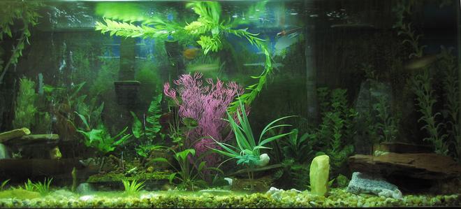 55 gallons planted tank (mostly live plants and fish)