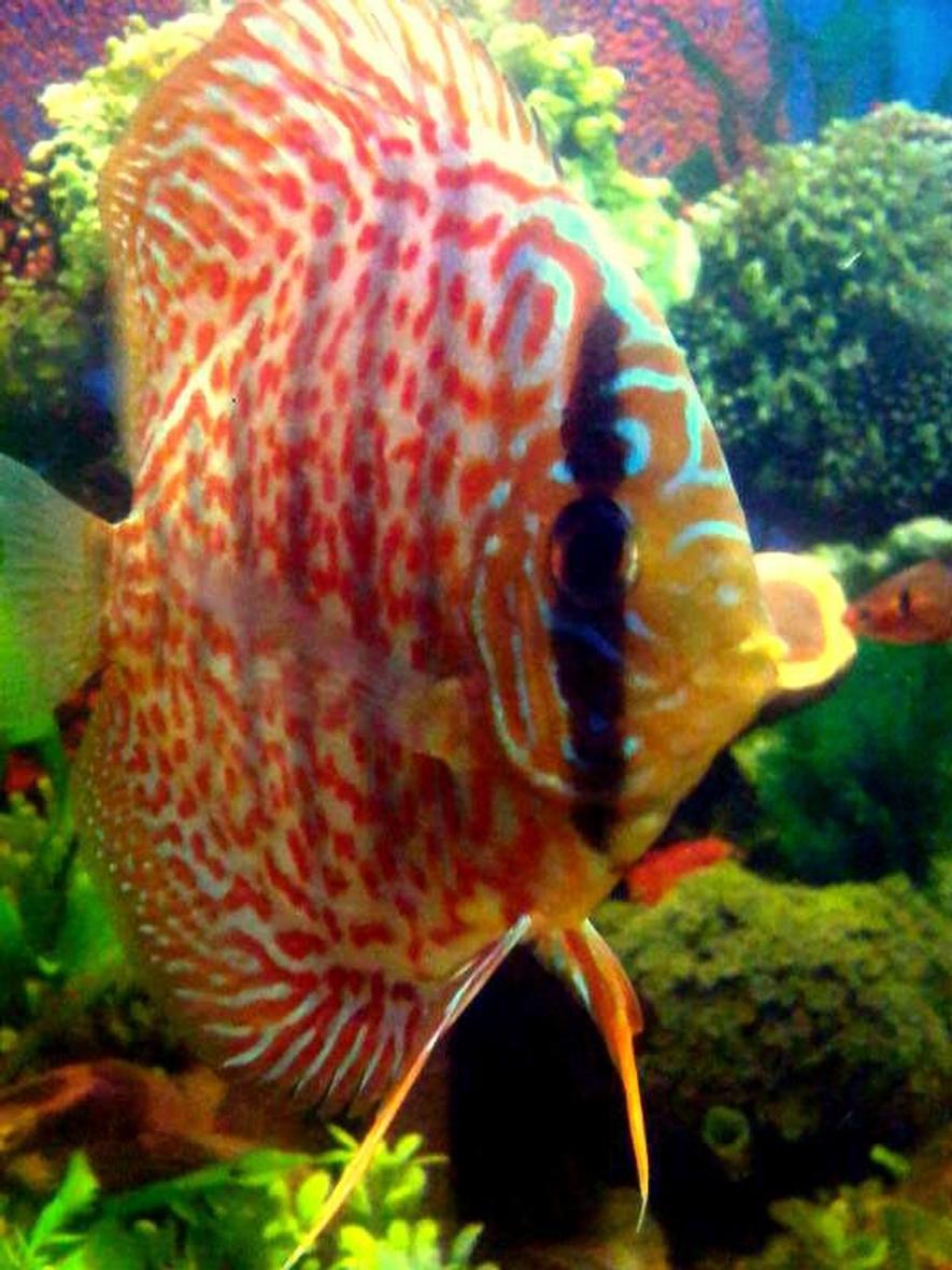 Rated #68: Freshwater Fish - Symphysodon Aequifasciata - Green Discus Stocking In 55 Gallons Tank