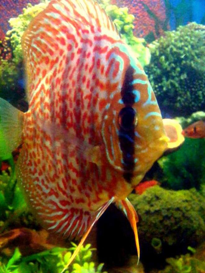 freshwater fish - symphysodon aequifasciata - green discus stocking in 55 gallons tank