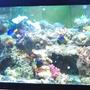 277 gallons reef tank (mostly live coral and fish) - My 125 reef display