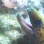 saltwater fish - gymnothorax miliaris - golden moray eel stocking in 277 gallons tank - Fimbriated Moray Close up