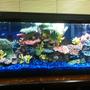 55 gallons freshwater fish tank (mostly fish and non-living decorations) - CORAL, BLUE GRAVEL, 55 gal