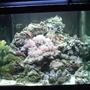 277 gallons reef tank (mostly live coral and fish) - My 93 cube after tar down and rebuild as part of my system
