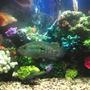 30 gallons freshwater fish tank (mostly fish and non-living decorations) - 40 gallon with chiclids only