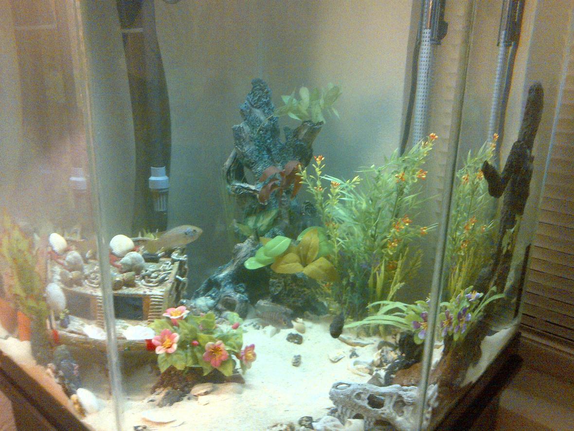 44 gallons freshwater fish tank (mostly fish and non-living decorations) - 44 gallon corner tank