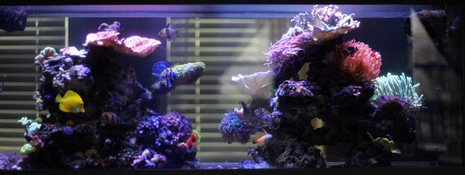 55 gallons reef tank (mostly live coral and fish) - front view of my 55g lit by 30 gu10 leds