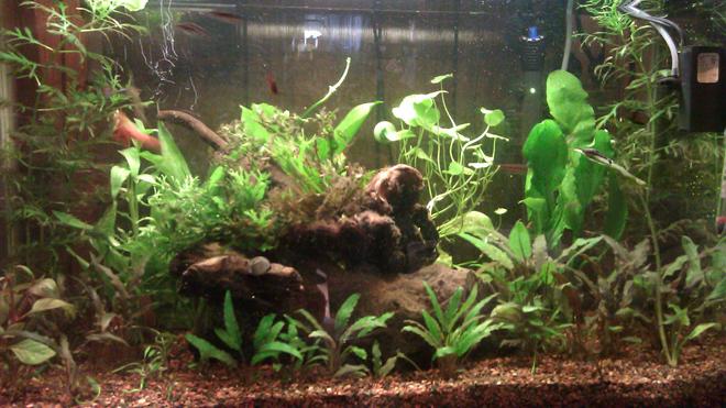 30 gallons planted tank (mostly live plants and fish) - 6500k lighting, flourite substrate,
mopani wood, Hagen Elite Mini
Underwater Submersible Filter for
added water flow. 

Pants mostly crypts will list
later...