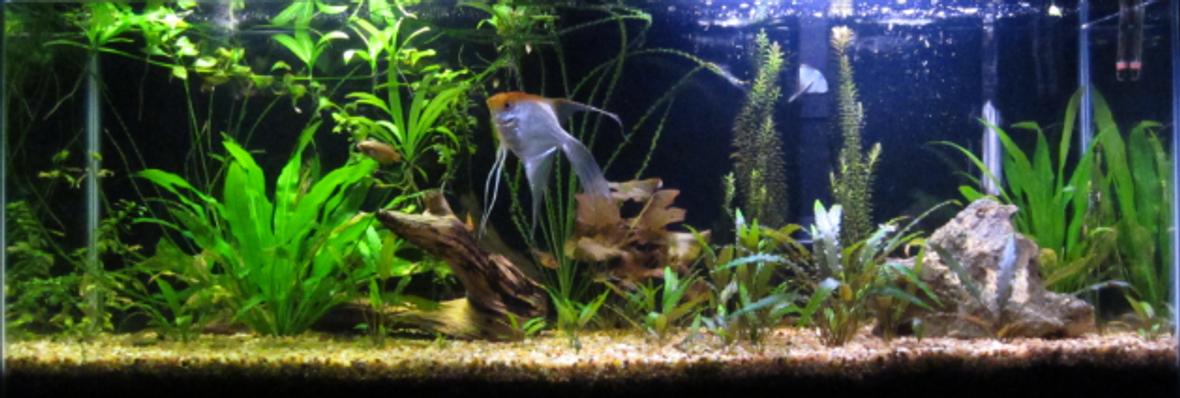 55 gallons planted tank (mostly live plants and fish) - Planted aquarium that is 1 year in the making.