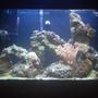 33 gallons saltwater fish tank (mostly fish, little/no live coral) - One Year Old, Always in progress!
