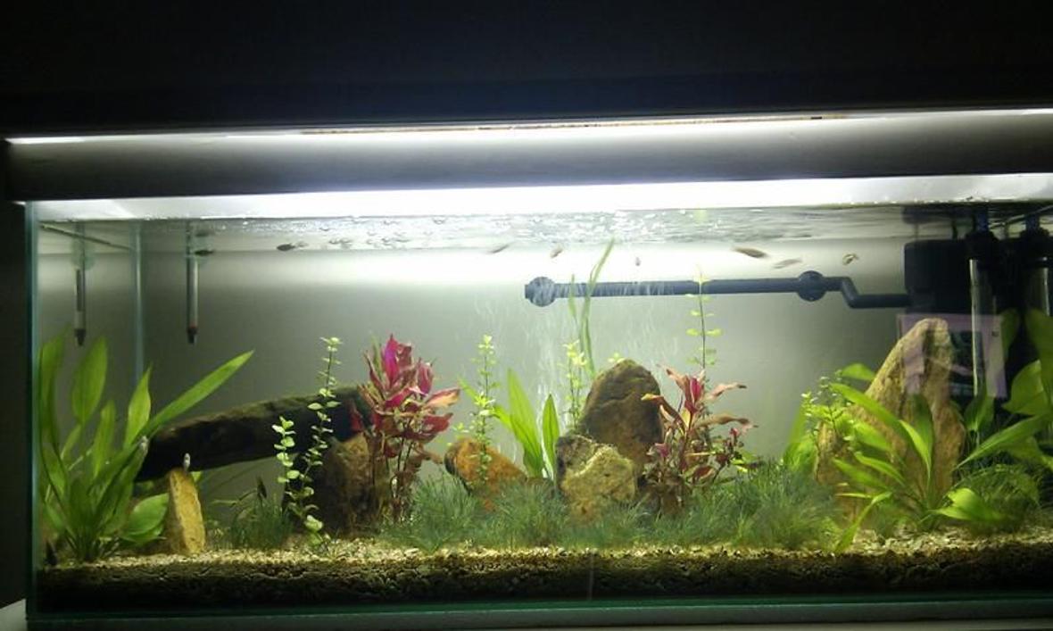 20 gallons planted tank (mostly live plants and fish) - 20 gal long planted low tech