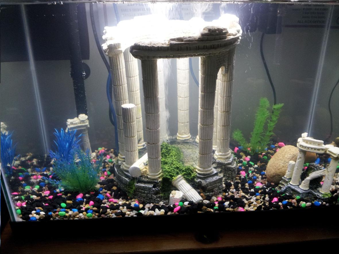 fish tank picture - Aquarius Tranquilitus - 20 Gallons Tank with Heater for tropical setup.