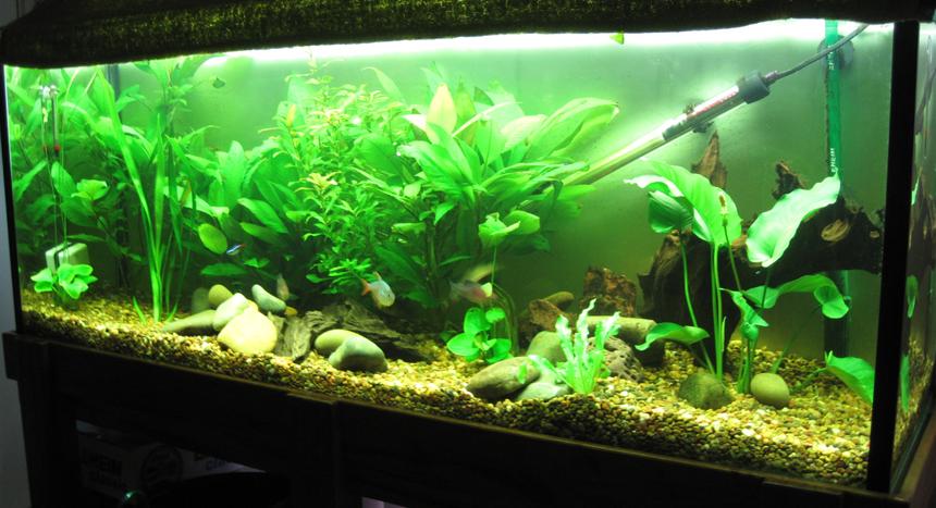 Rated #76: 52 Gallons Planted Tank - das tank