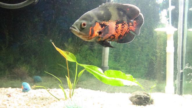 35 gallons freshwater fish tank (mostly fish and non-living decorations) - tank and fish