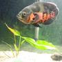 35 gallons freshwater fish tank (mostly fish and non-living decorations) - tank and fish