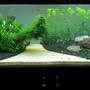 180 gallons planted tank (mostly live plants and fish) - 2 Months old today. Still filling it up :)