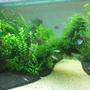 fish tank picture - Nov 22, 2012 - 2