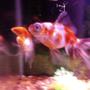freshwater fish - carassius auratus - ryukin goldfish stocking in 20 gallons tank - the gang