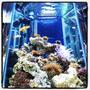 35 gallons reef tank (mostly live coral and fish) - 35gallon hexagon with coral and fish Jbj Unibody Led light