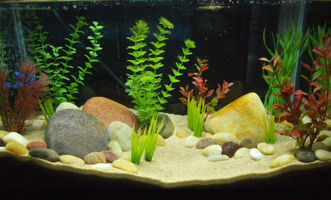10 gallons freshwater fish tank (mostly fish and non-living decorations) - 10 gallon newt tank. Used to be a betta tank.