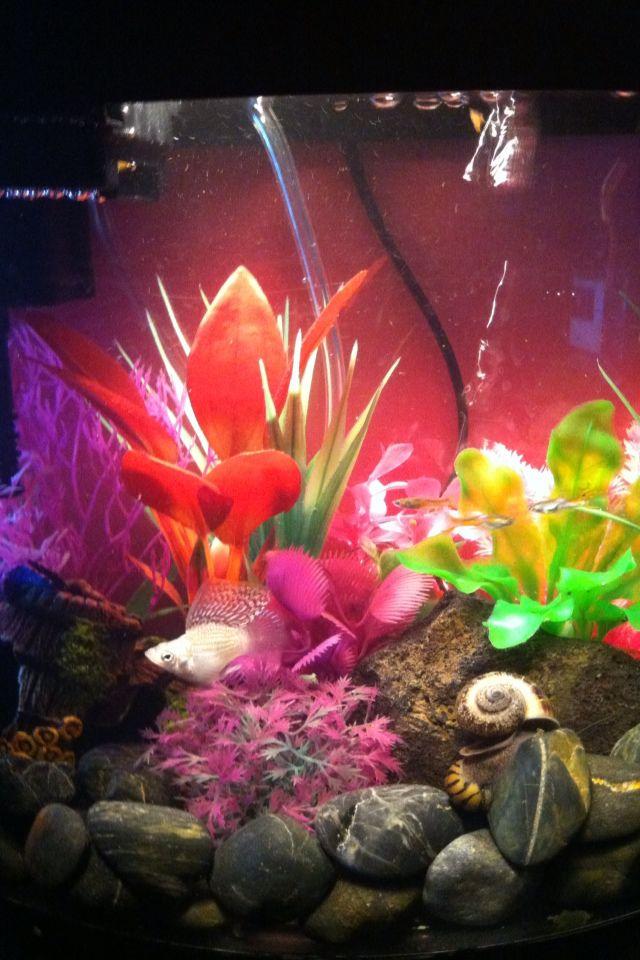 5 gallons freshwater fish tank (mostly fish and non-living decorations) - Molly