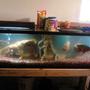 100 gallons freshwater fish tank (mostly fish and non-living decorations) - 100 gal tank