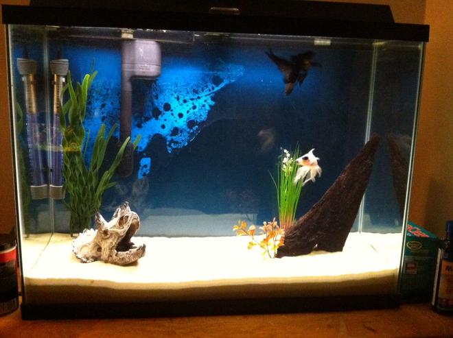 55 gallons freshwater fish tank (mostly fish and non-living decorations) - 40g goldfish tank