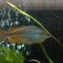 freshwater fish - melanotaenia splendida - australian rainbow stocking in 55 gallons tank - My Australian/ Turquoise Rainbow fish