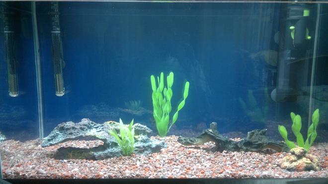 20 gallons freshwater fish tank (mostly fish and non-living decorations) - My Fish tank before adding any fish during the waiting period for the useful bacteria to settle in.
