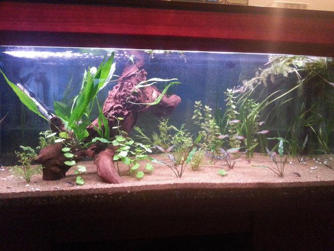 50 gallons reef tank (mostly live coral and fish) - my tank