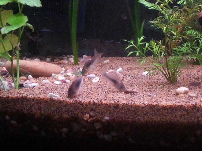freshwater fish - corydoras aeneus - bronze cory stocking in 50 gallons tank - bronze corys