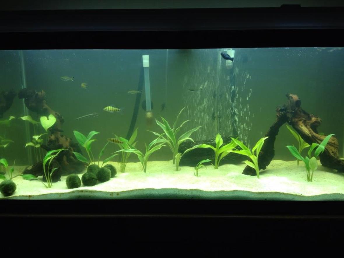 75 gallons planted tank (mostly live plants and fish) - 75 Gallon tank, mostly swords in the tank. Mopani wood, white sand. 2 banded leo's, 4 scisor tails, 1 high fin pleco, 1 Dinosaur bichir, 1 marble gar, 1 rainbow shark, 1 striped raphel catfish.