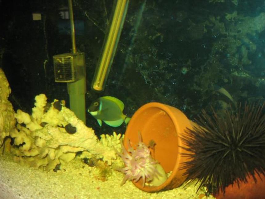 Rated #18: Saltwater Fish - Acanthurus Leucosternon - Powder Blue Tang Stocking In 55 Gallons Tank - my powder blue