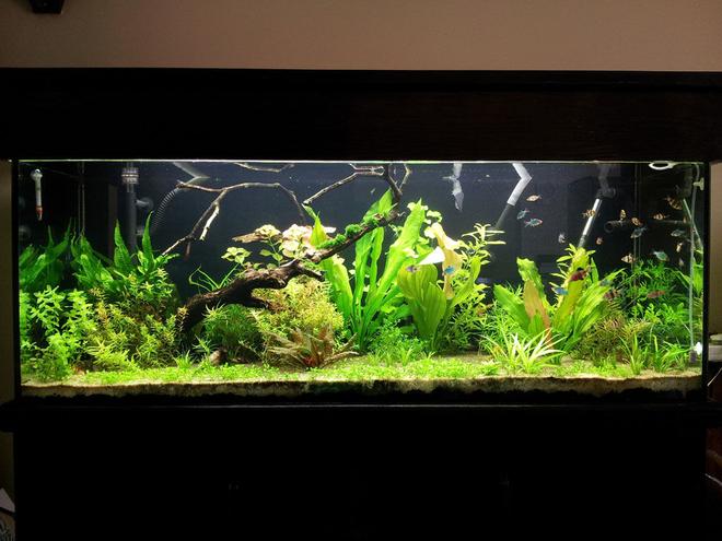 90 gallons planted tank (mostly live plants and fish)