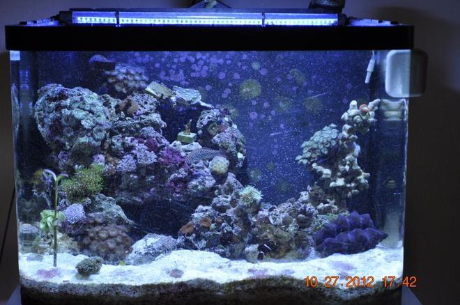 30 gallons reef tank (mostly live coral and fish) - Reef after re-rockworking