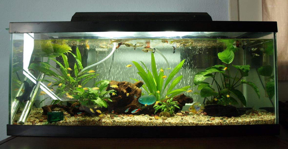 20 gallons freshwater fish tank (mostly fish and non-living decorations) - 20 gallon long with lots of fish! 2 balloon rams 2 pepper cory 2 upside down catfish 7 tetras # guppies ### electric yellow that escaped out of the breeders net lol