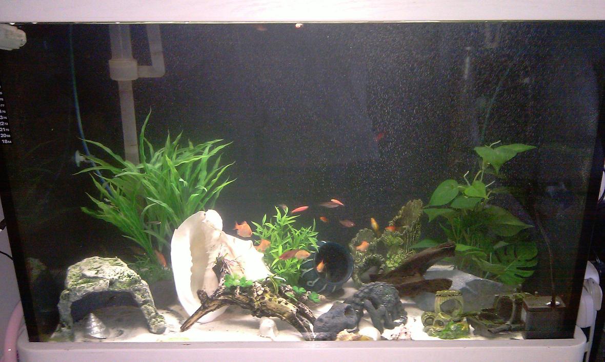 80 gallons freshwater fish tank (mostly fish and non-living decorations) - My tank is about 80 gallon, mainly I have are barbs (albino/regular strips), I dont know the name of the rest but I'll update this soon.