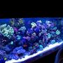 140 gallons reef tank (mostly live coral and fish) - FTS