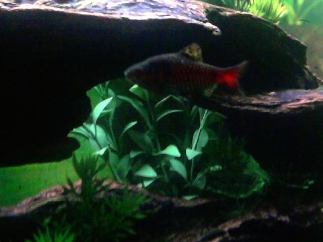 freshwater fish - puntius sp. - odessa barb stocking in 20 gallons tank - male odessa barb