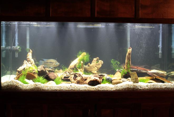 220 gallons freshwater fish tank (mostly fish and non-living decorations) - Front1