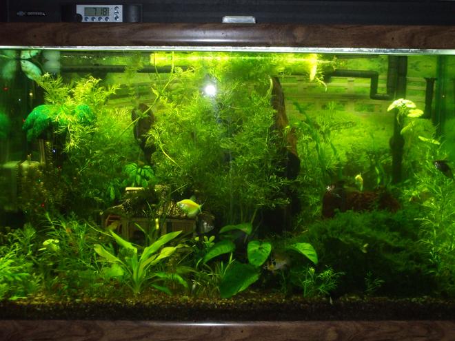 58 gallons planted tank (mostly live plants and fish) - I have a variety of social fish and just started planting my tank about 3 month ago when I upgraded lighting.I'm doing the homemade Co2 injectind and most of my plants have taken off. No fish fatalities(knock on wood) I'e read about all the ups and downs and ph spikes.We have really hard water which has which a few species wont grow in but over all It's been a success. Any advise will be greatly appreciated. Thanks