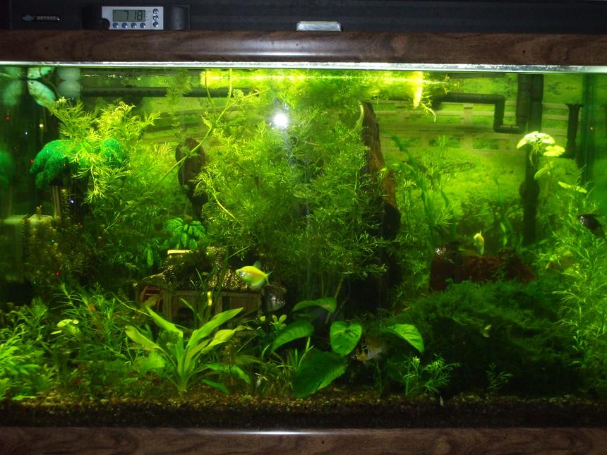 Rated #47: 58 Gallons Planted Tank - I have a variety of social fish and just started planting my tank about 3 month ago when I upgraded lighting.I'm doing the homemade Co2 injectind and most of my plants have taken off. No fish fatalities(knock on wood) I'e read about all the ups and downs and ph spikes.We have really hard water which has which a few species wont grow in but over all It's been a success. Any advise will be greatly appreciated. Thanks