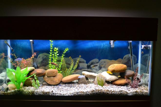 55 gallons freshwater fish tank (mostly fish and non-living decorations) - 55 gal Malawi