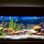 55 gallons freshwater fish tank (mostly fish and non-living decorations) - 55 gal Malawi